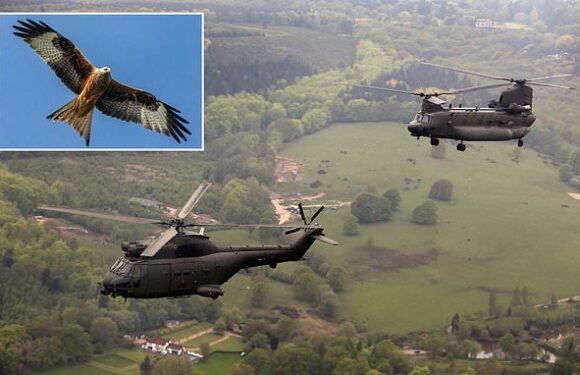 RAF warns people against feeding the birds