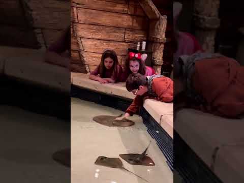 Shark Encounters! Getting Aquatic In Las Vegas With My Kids! | Perez Hilton
