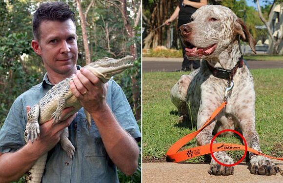 The clue that brought down dog rapist who shocked Australia