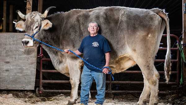 Tommy the world's tallest steer among Guinness World Records winners