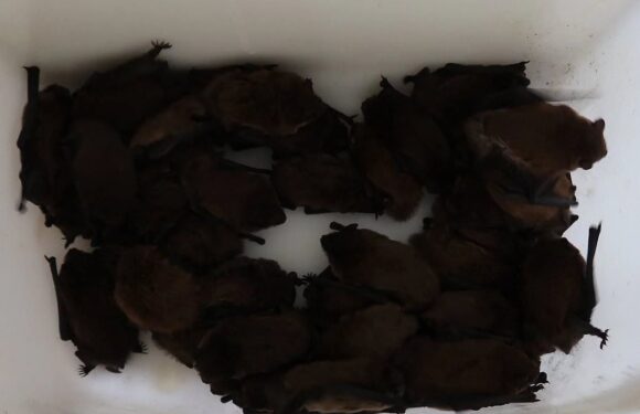 Tourists are left horrified after waking up to find 250 BATS in room