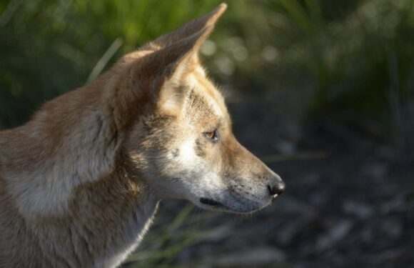 Trapping, shooting and poisoning: Push to protect Victorian dingoes falls short