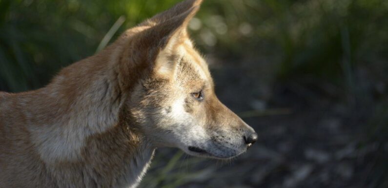 Trapping, shooting and poisoning: Push to protect Victorian dingoes falls short