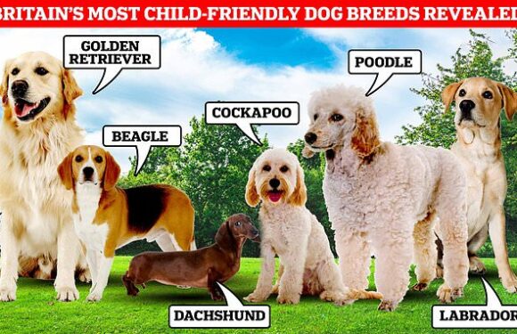 UK's most child-friendly dog breeds revealed