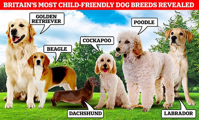 UK's most child-friendly dog breeds revealed