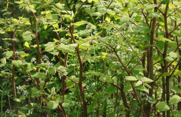 Urgent Japanese knotweed warning after home was ravaged by 'never ending monster' – mistake could cost you thousands | The Sun