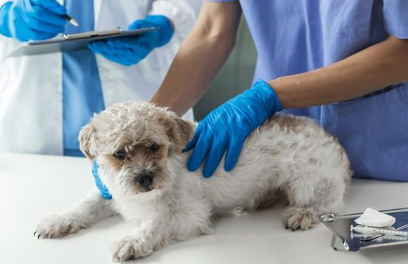 Vet reveals this is what happens after you decide to put your dog down