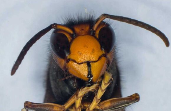 What are Asian hornets and do they sting? – The Sun | The Sun