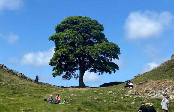 Where was the Sycamore Gap tree and was it in the Robin Hood film? | The Sun