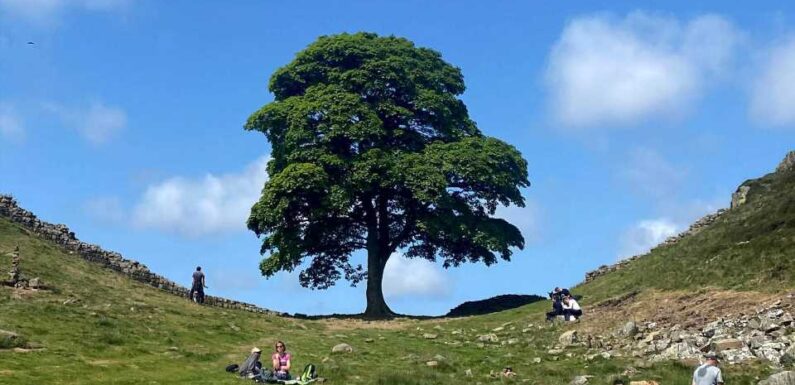 Where was the Sycamore Gap tree and was it in the Robin Hood film? | The Sun