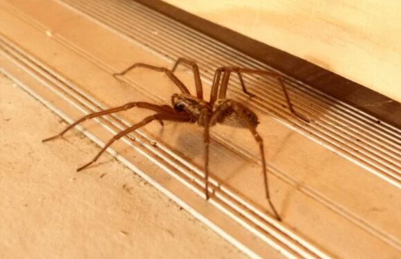 Woman shares £2 hack to spider-proof your entire house – and it leaves behind a lovely smell that the insect hates | The Sun