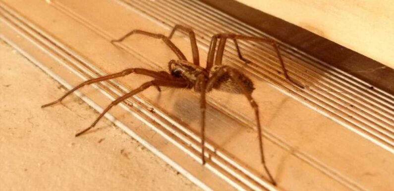 Woman shares £2 hack to spider-proof your entire house – and it leaves behind a lovely smell that the insect hates | The Sun