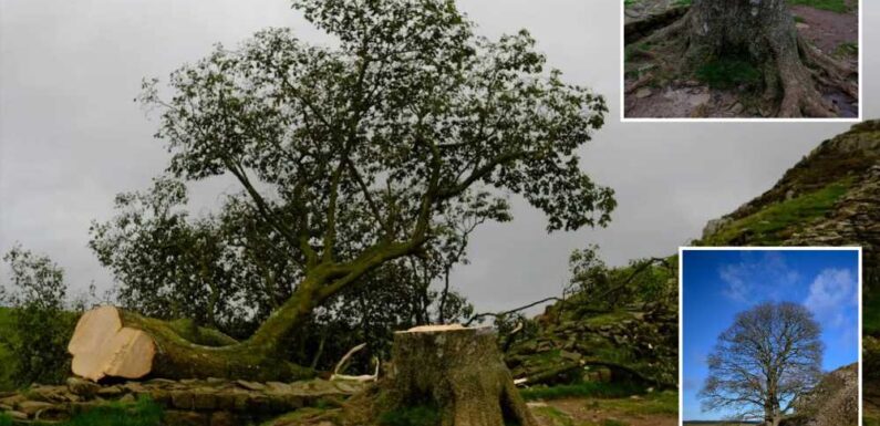 World famous sycamore tree at Hadrian's Wall featured in Hollywood blockbuster is CHOPPED DOWN by mystery vandal | The Sun