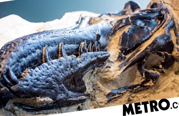 World's first complete T-rex skeleton found locked in battle with a Triceratops