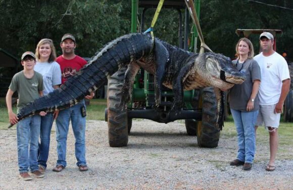 World’s biggest alligators as beast snared in Florida – from 19ft long giant to 2ton monster caught by fishermen | The Sun