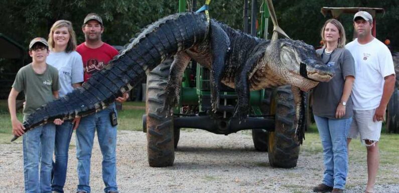World’s biggest alligators as beast snared in Florida – from 19ft long giant to 2ton monster caught by fishermen | The Sun