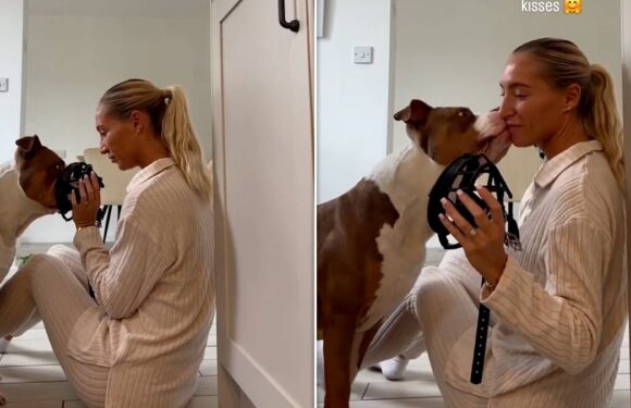 XL Bully owner shares video of muzzle training with her dog