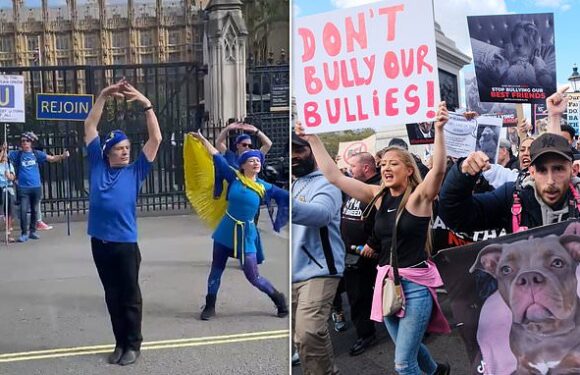XL Bully owners clash with pro-EU activists in Westminster protests