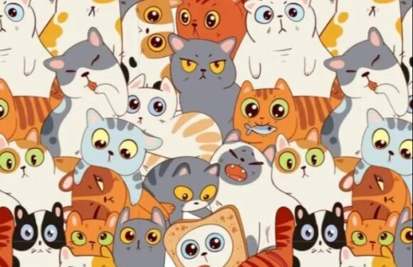 You could have 20/20 vision if you can spot the hidden sausage among the cats in under nine seconds | The Sun