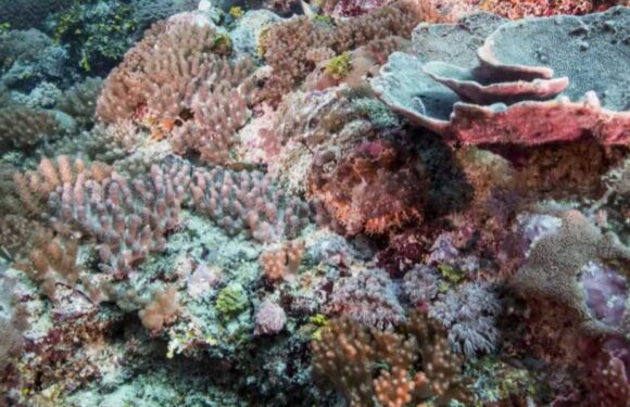 You could have life-saving 20/20 vision if you can spot the deadly camouflaged stone fish hiding on the seafloor | The Sun