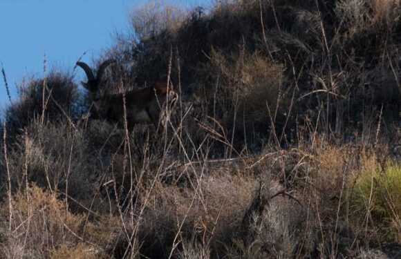 You have 20/20 vision if you can see the mountain goat hidden in the bushes in this optical illusion in under 10 seconds | The Sun