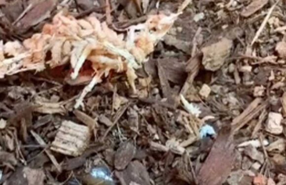 You have 20/20 vision if you can spot the camouflaged sleeping lizard in less than 15 seconds | The Sun