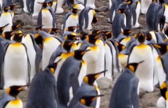 You have 20/20 vision if you can spot the girl hiding among the penguins in less than five seconds | The Sun