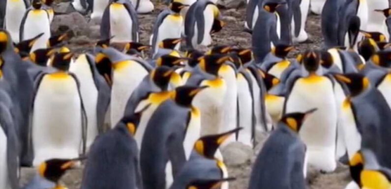 You have 20/20 vision if you can spot the girl hiding among the penguins in less than five seconds | The Sun