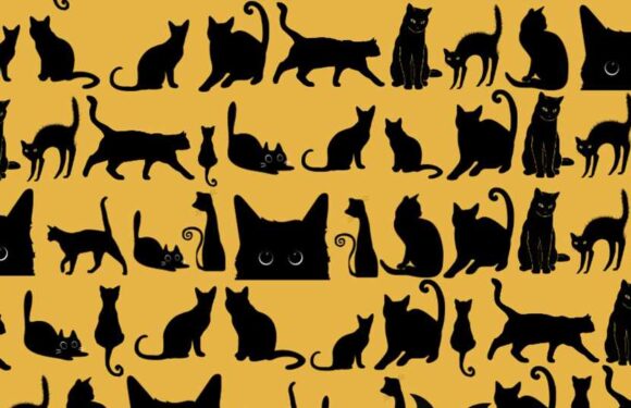 You have 20/20 vision if you can spot the hidden bat among the cats – try to pinpoint odd one out in under 28 seconds | The Sun