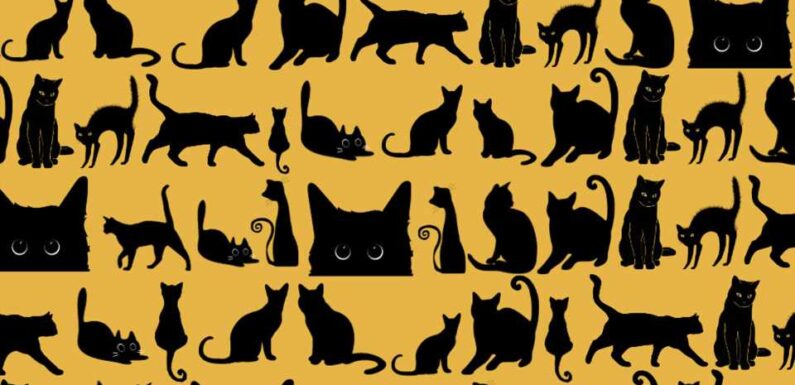 You have 20/20 vision if you can spot the hidden bat among the cats – try to pinpoint odd one out in under 28 seconds | The Sun