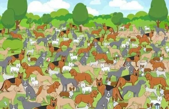 You have 20/20 vision if you can spot the puppy playing in the park packed with dogs in just 9 seconds | The Sun