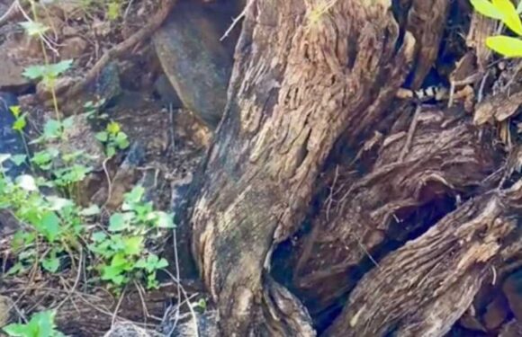 You have 20/20 vision if you can spot the snake hidden in the forest in less than 16 seconds | The Sun