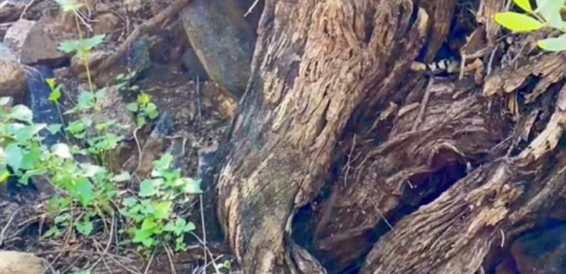 You have 20/20 vision if you can spot the snake hidden in the forest in less than 16 seconds | The Sun