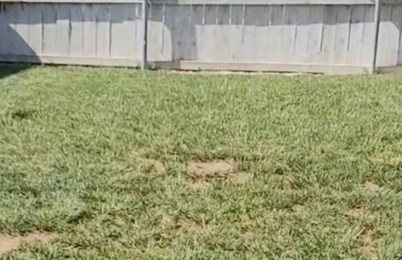 You have 20/20 vision if you can spot the tortoise hiding on the lawn in less than 13 seconds, before the camera zooms | The Sun