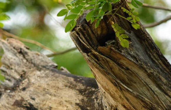 You have the eyes of a hawk if you spot the tiny owlet hidden amongst the trees in under 20 seconds in this illusion | The Sun