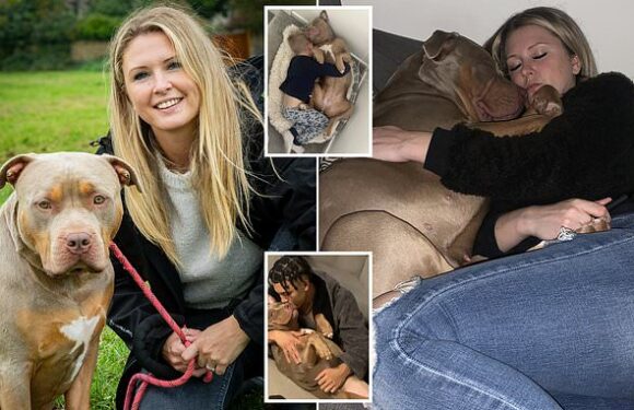 'My XL Bully is so soft she was attacked by a tiny Jack Russell'
