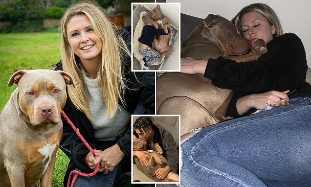 'My XL Bully is so soft she was attacked by a tiny Jack Russell'