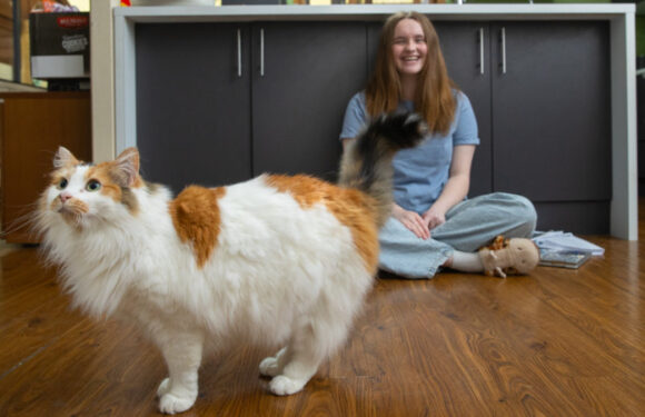 A dog called Luna: The most popular pet names in Australia