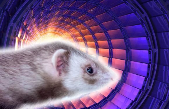 A weasel broke the Hadron Collider sending Earth to other reality, claims theory
