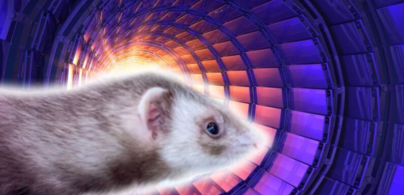 A weasel broke the Hadron Collider sending Earth to other reality, claims theory