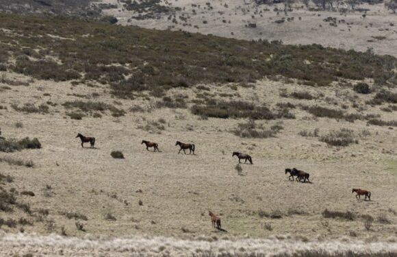 Aerial shooting of feral horses approved by NSW government