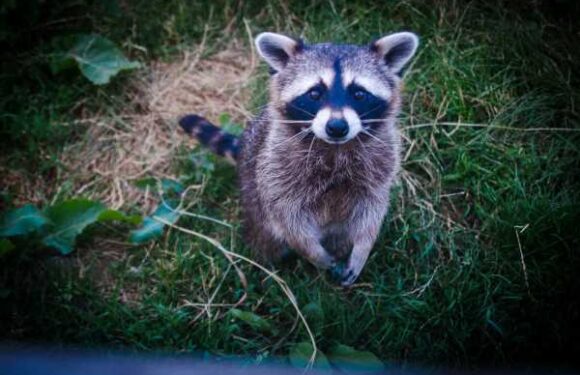 Ana Navarro: I hate raccoons, I think they should all die, I don’t care if they’re cute
