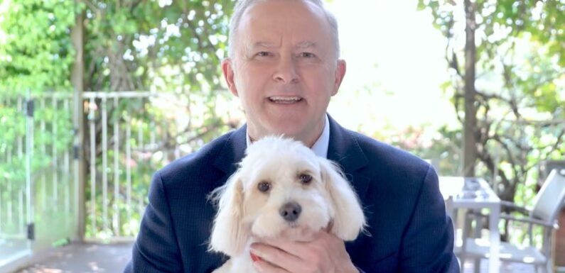 As the PM’s pooch I thought I had it ruff. Then I met my mate Skinny