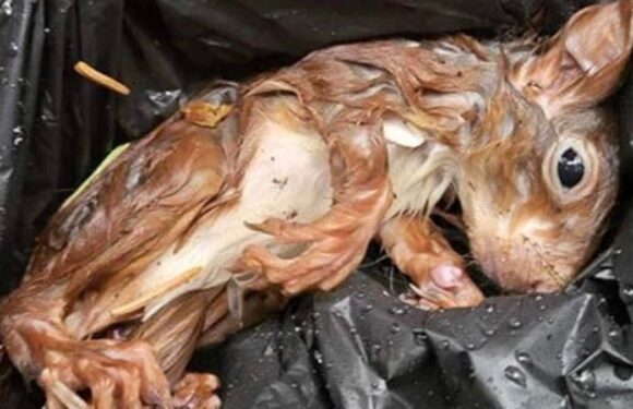 Baby squirrel found close to death nursed back to health by rescuers