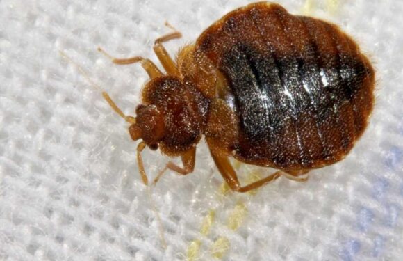 Brits given urgent warning as UK holiday island hit by ‘major’ bed bug infestation as blood-sucking insects cause chaos | The Sun