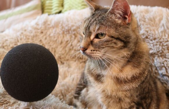 Cat breaks Guinness World Record for purr ‘louder than a boiling kettle’