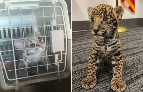 Couple arrested for trying to sell ‘adorable pet kittens’ – but they turned out to be much more dangerous | The Sun