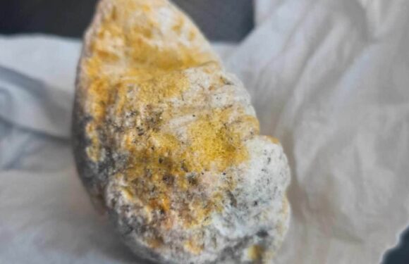 Dog finds rare lump of valuable whale vomit on a Scottish beach