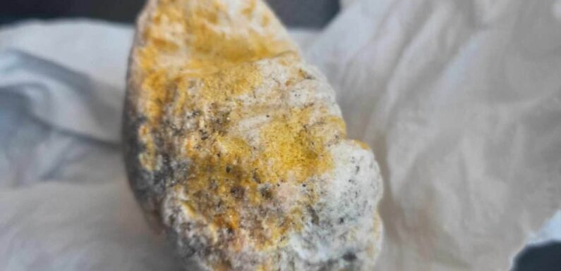 Dog finds rare lump of valuable whale vomit on a Scottish beach