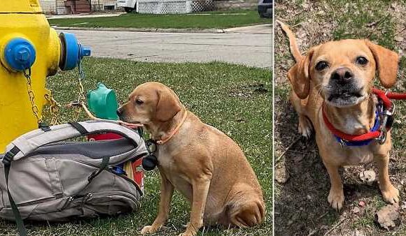 Dog found abandoned with heartbreaking note
